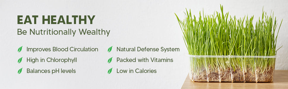 Dr. HERBALIST Wheatgrass Powder 200g - Pure Triticum Aestivum with Chlorophyll Iron & Vitamins A C E | Supports Daily Greens Detox & Nutrient Density* | Halal, Vegan — feature 5